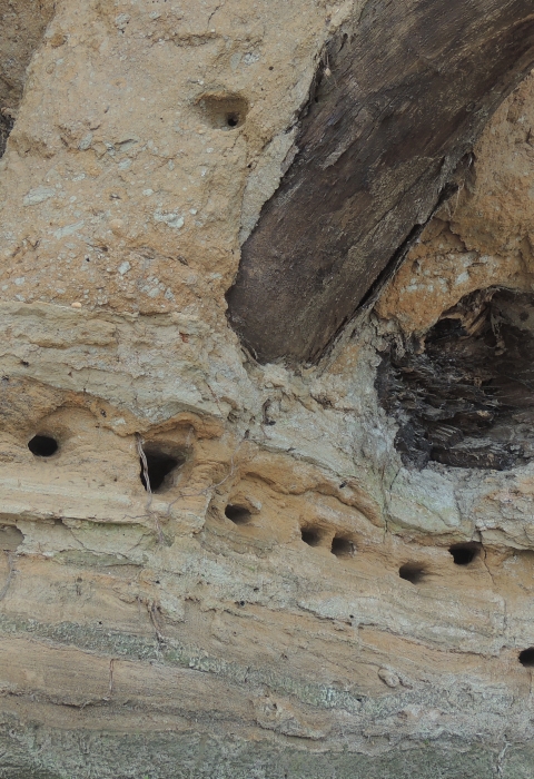 Bank Swallow nests in a cliff on the banks of Witten Towhead