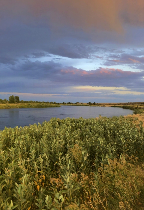 Summer Evening along the Green River at Seedskadee. Milkweed likes the near bank of the river with a few cottonwoods on the horizon and blues, yellows and golds highlighting the evening sky.