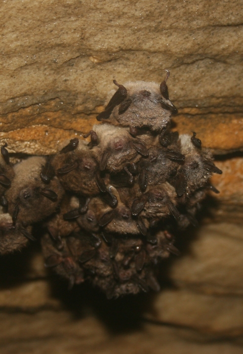 a group of little brown bats clinging to the roof of a cave