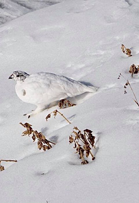 White mount rainier white-tailed ptarmigan on a field of snow