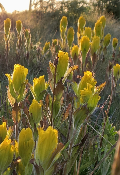 Yellow golden paintbrush flowers in a prairie at sunset