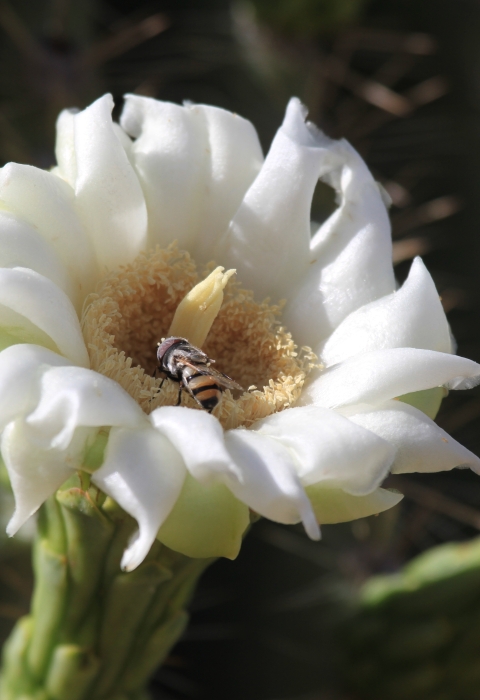 A bee visits a single white Saguaro cactus flower.