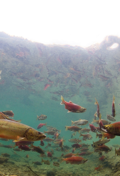 Bull trout and kokanee salmon underwater