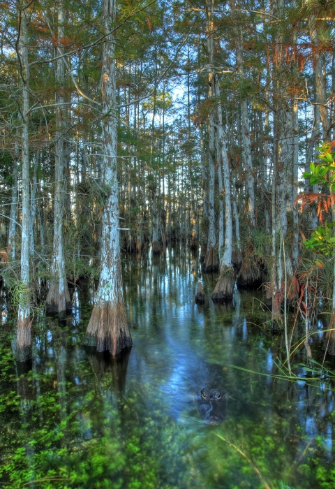 Several cypress trees rising out of the water, with a mostly submerged alligator in the center