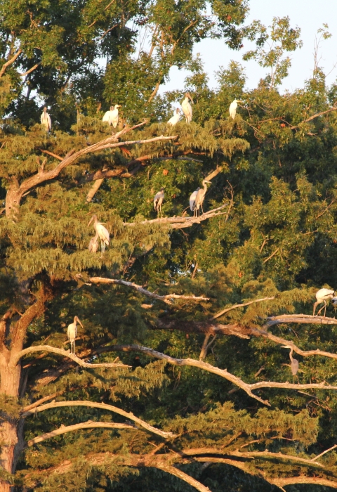 Active Rookery on Cypress