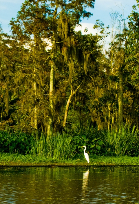 Tall white wading bird stands at edge of bayou