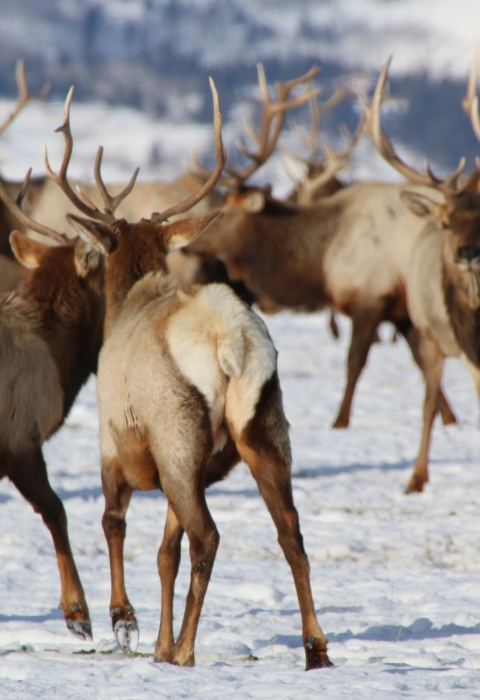 A herd of antlered elk in a snowy field 