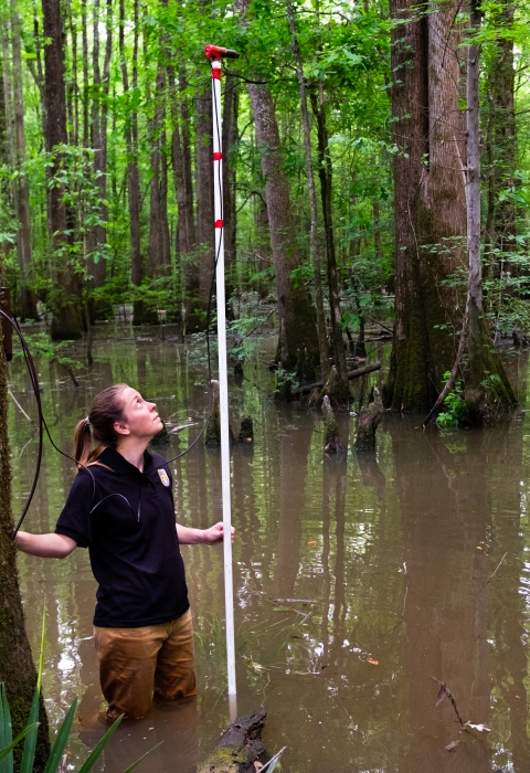 A biologist sets up an acoustic monitoring receiver in a swamp