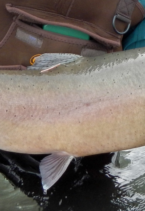 large trout in a person's hands