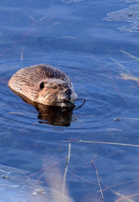 North American Beaver in the water