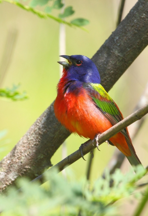 Painted bunting perched on branch and singing