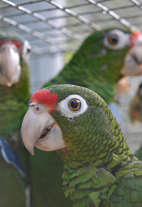 Group of four Puerto Rican parrots in a cage