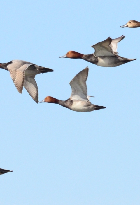 Redhead ducks in flight four male two females 