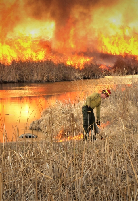 Female Firefighter Lighting Marsh Fuels on Lower Klamath NWR