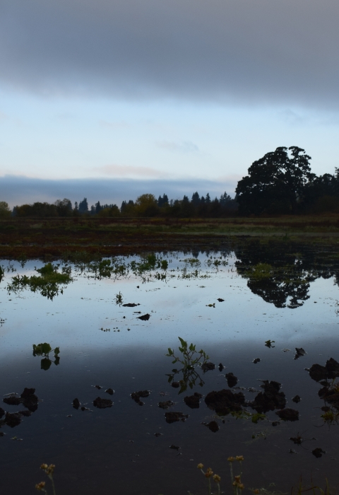 Wetland filled with water and plants, large trees in distance; dark lighting
