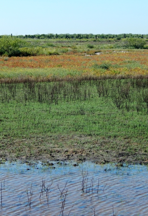 One of many wetlands here at Laguna Atascosa NWR with amazing south Texas brush on the horizon such as yuca and mesquite  