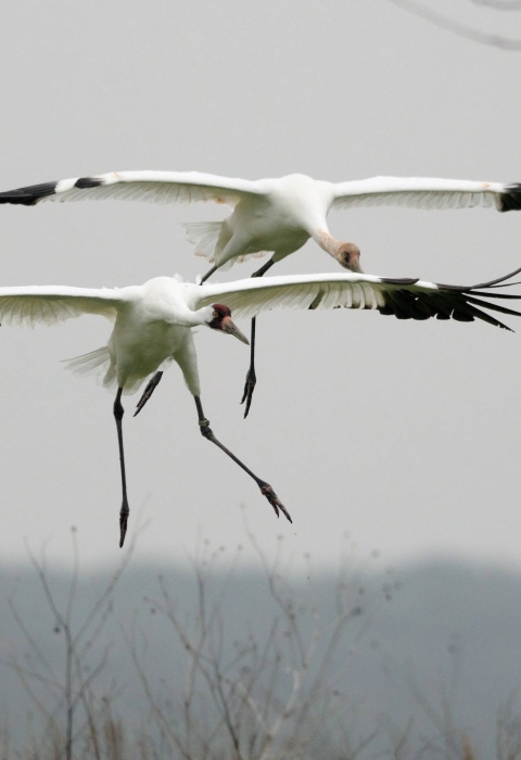 Pair of whooping cranes, wings outstretched, about to land
