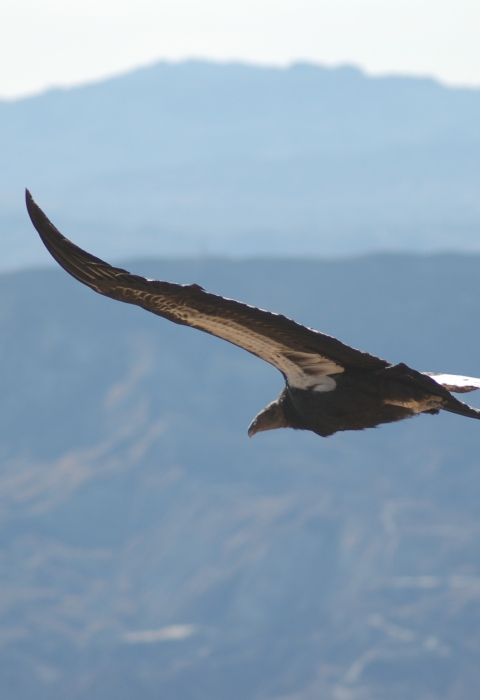 Condor soars over mountain ridge. 