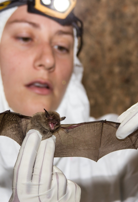 Female biologist standing in cave, in protective white suit with headlamp, holding a small gray bat.