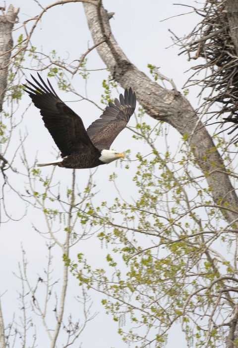 An adult bald eagle flying by a nest