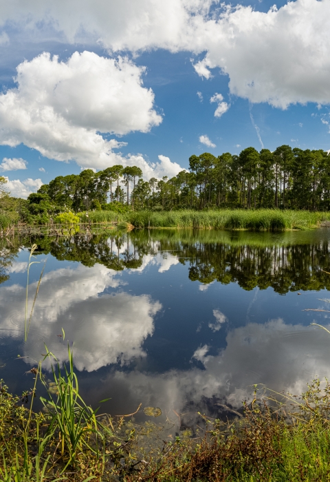 View of Ibis Pond with clouds reflecting off of the water.