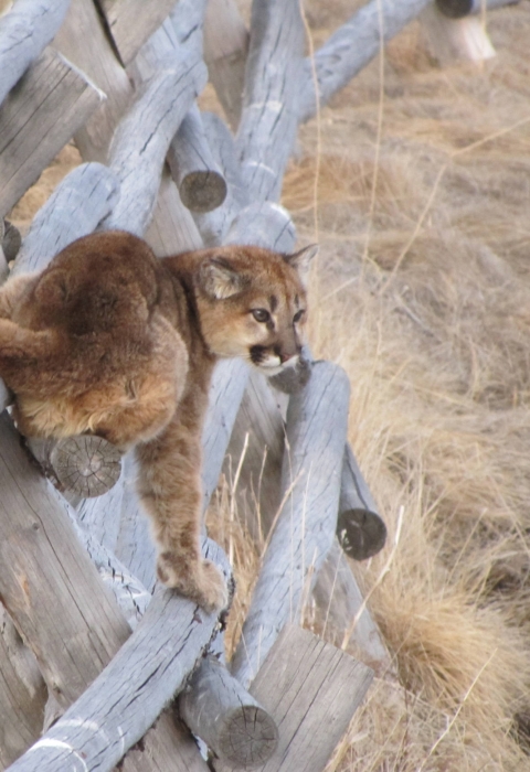 Juvenile Mountain lion on a fence