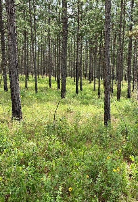 Long-leaf pine forest.