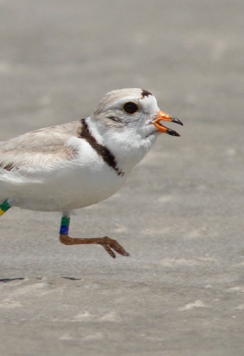 a banded piping plover walks along a beach