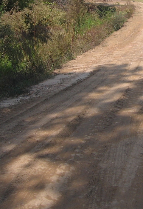 A dirt road with shrubs along the side.