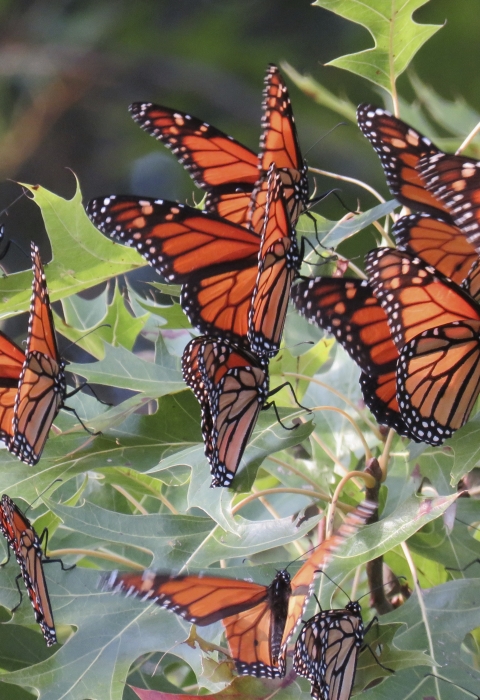 Orange and black butterflies congregate on oak leaves.