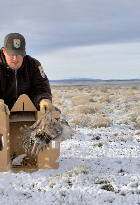 FWS staff releasing a Sage Grouse on Clearlake NWR