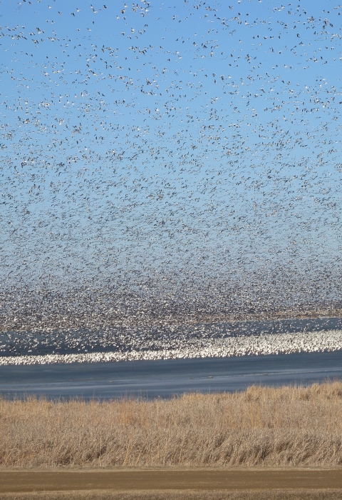 large flock of snow geese