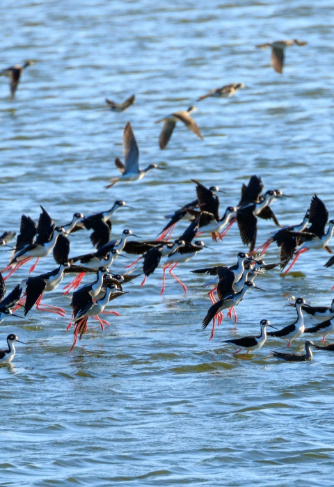 Black-necked stilts in flight landing in shallow water. 