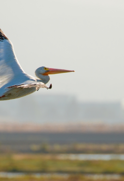 White pelican flying over a marsh with a city in the background.