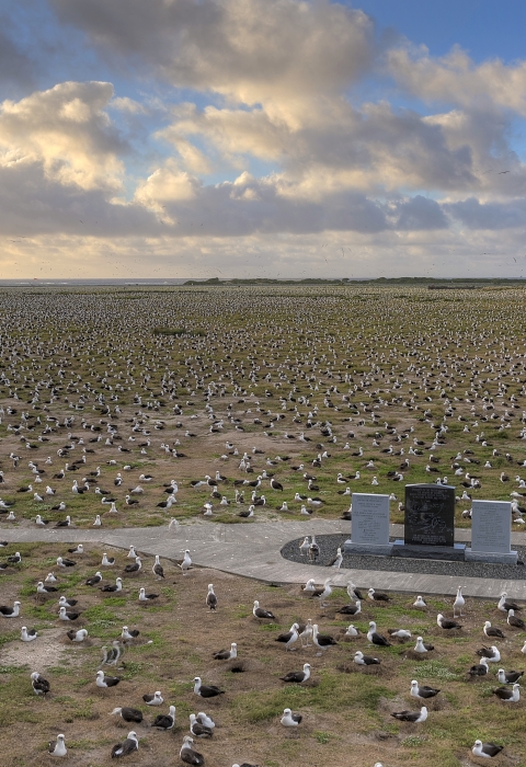 The IMMF Memorial surrounded by thousands of Laysan albatross as the sun rises.