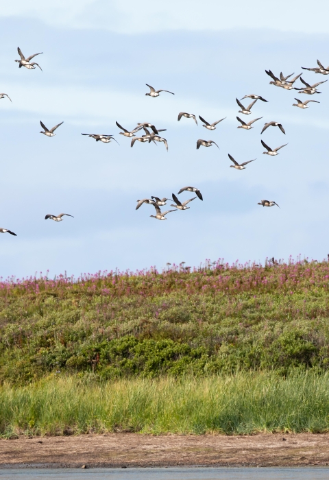 30 or more long-winged birds fly over a wetland