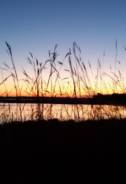 Sunrise through prairie grasses
