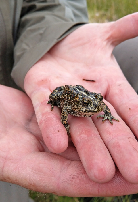 A small spotted brown and black toad in someone's hand.