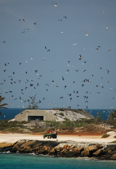 CAST members ride in the back of a tractor as they ride along the coast of Johnston. Seabirds surround them while a cement bunker sits in the back.