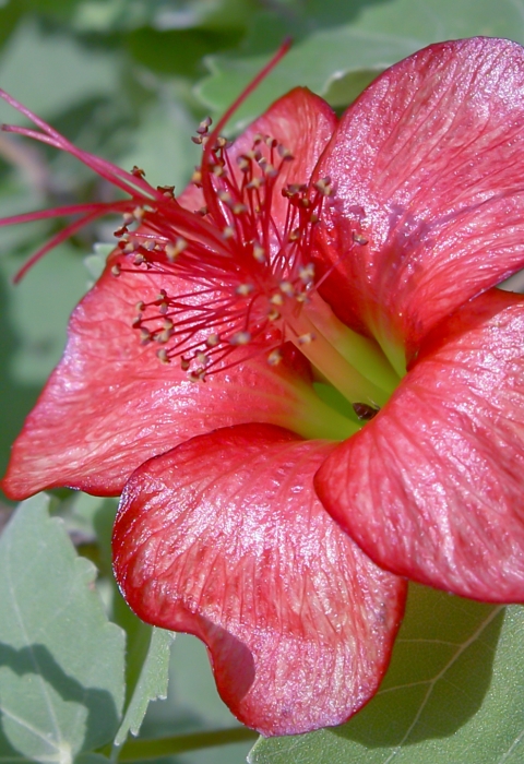 Koʻoola ʻula, a pink flower sits amongst green leaves