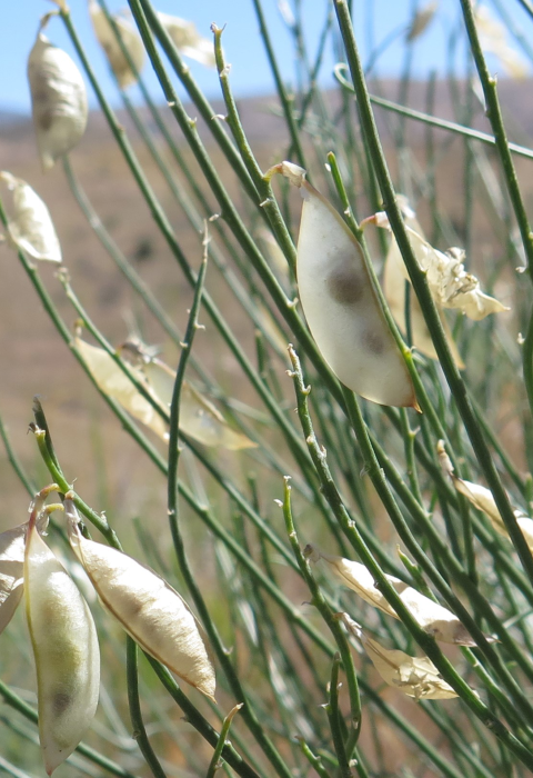 tan-colored seed pods close-up on green stems