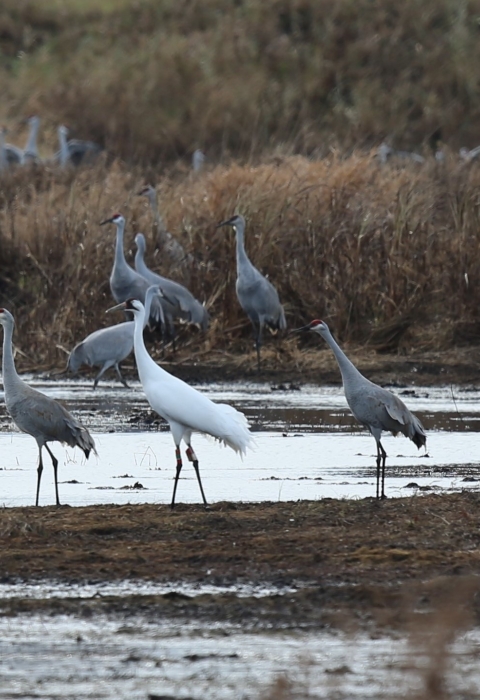 Whooping cranes and sandhill cranes standing in mud flats