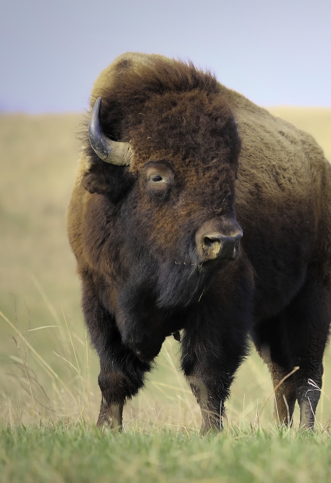 Plains Bison (Bison bison bison) . Fish & Wildlife Service