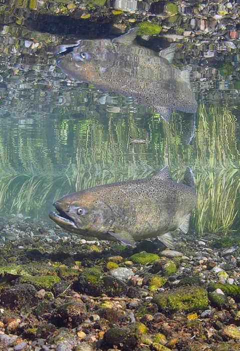 Underwater photo of a salmon and its reflection above it, next to some sedges.