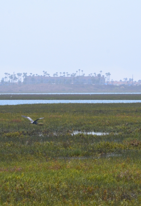 A great blue heron flies by estuary.