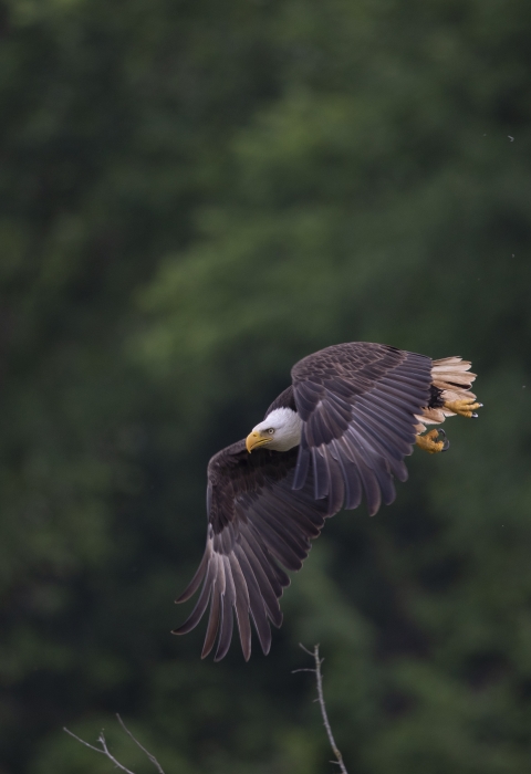 Bald eagle flying low in a gliding position