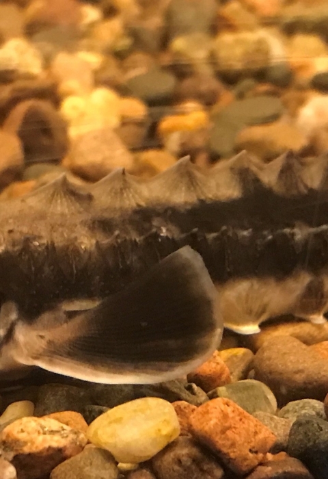 Young Lake Sturgeon with gravel background