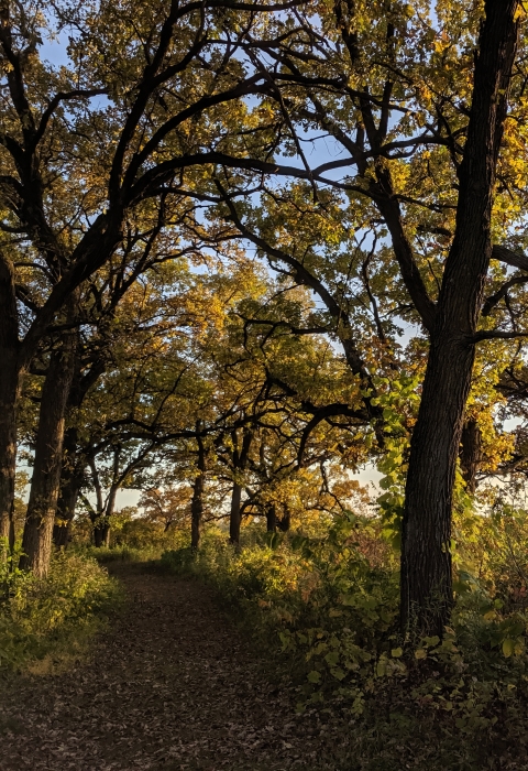 Oak savanna with footpath in fall light.