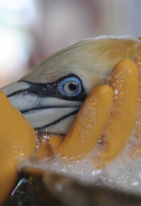 a northern gannet handled with gloved hands is washed with soap