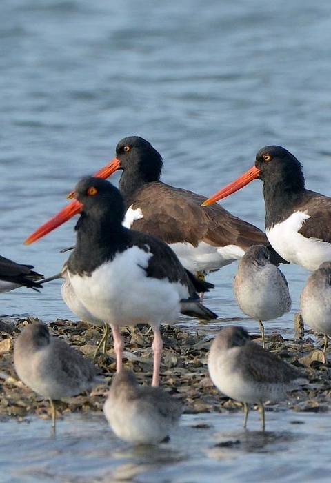 More than a dozen black-and-white birds and tan birds standing clustered together in shallow water